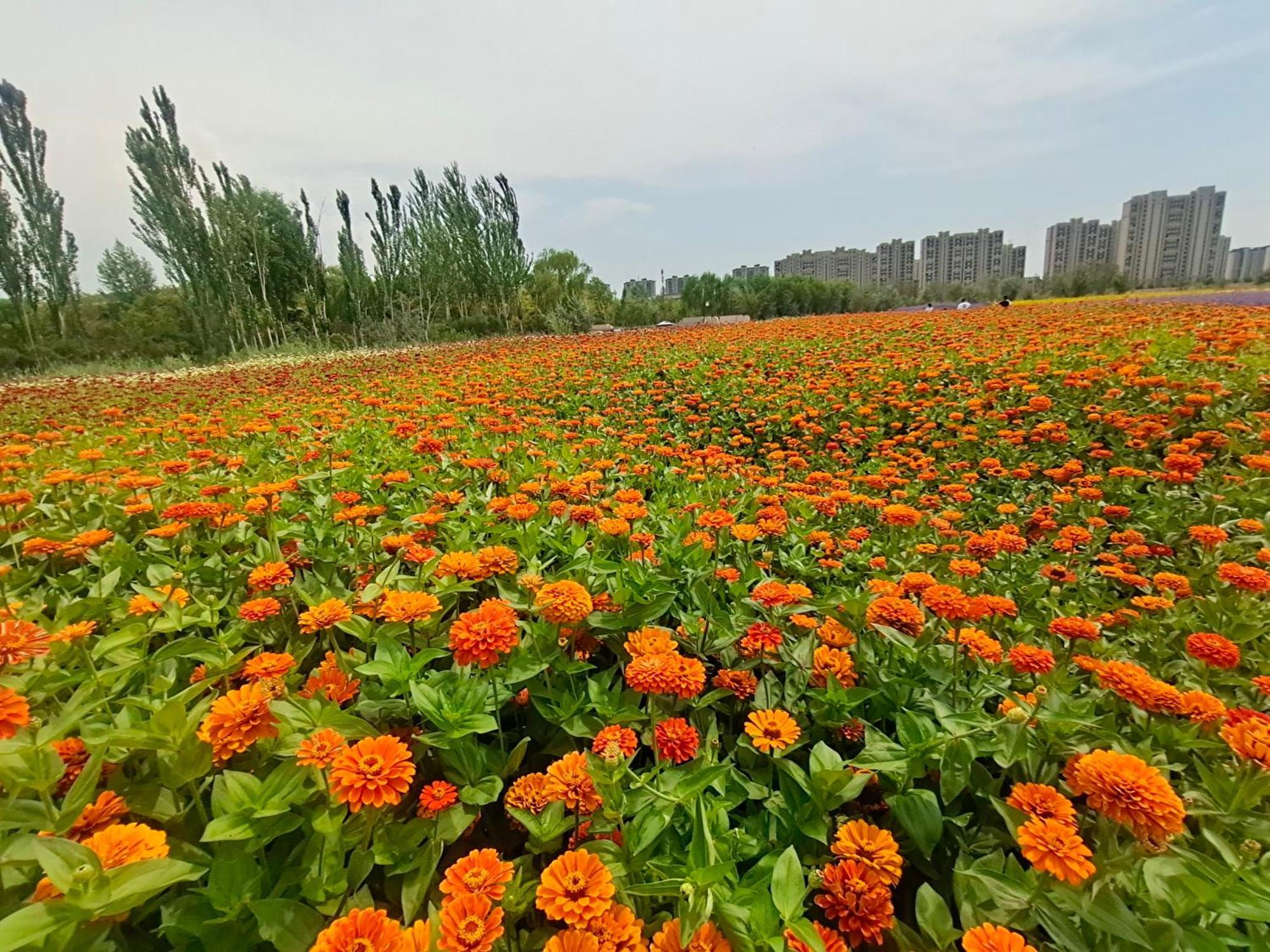 Primus Hotel Yinchuan Exteriör bild